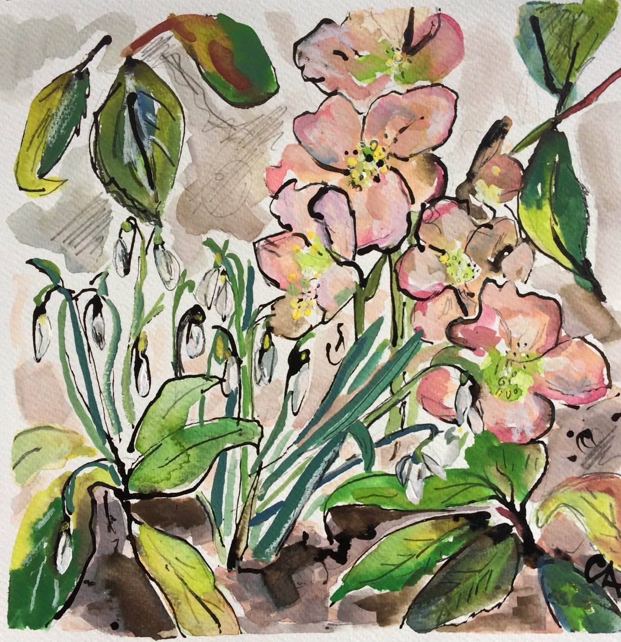 CA061 Clare Arbuthnott, Hellebores and snowdrops