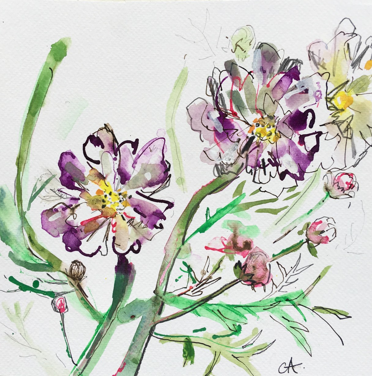 CA086 Cosmos Rosetta Clare Arbuthnott