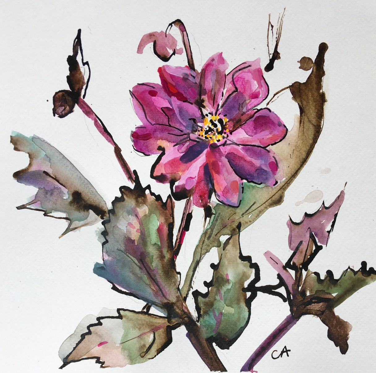 CA100 Dahlia CLARE ARBUTHNOTT